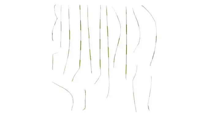 Anydrafts Bulbostylis barbata Leaf 01