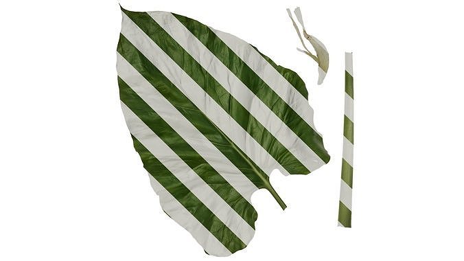 Anydrafts Cardiocrinum cathayanum Leaf 02 Texture