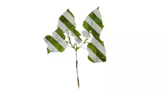 Anydrafts Paulownia fortunei Atlas 11