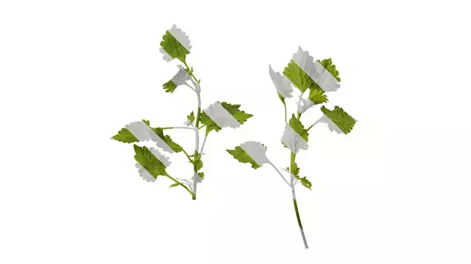 Anydrafts Caryopteris incana Atlas 02