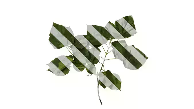 Anydrafts Paulownia fortunei Atlas 12