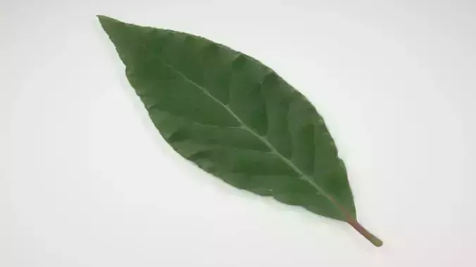 A Fresh Bay Leaf Low-poly 3D model