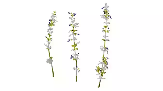 Anydrafts Caryopteris incana Atlas 03