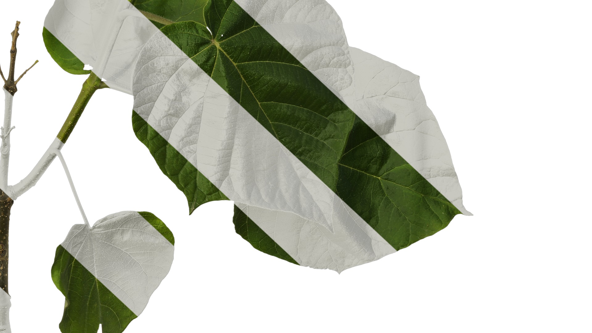 Anydrafts Paulownia fortunei Atlas 13 Texture_6