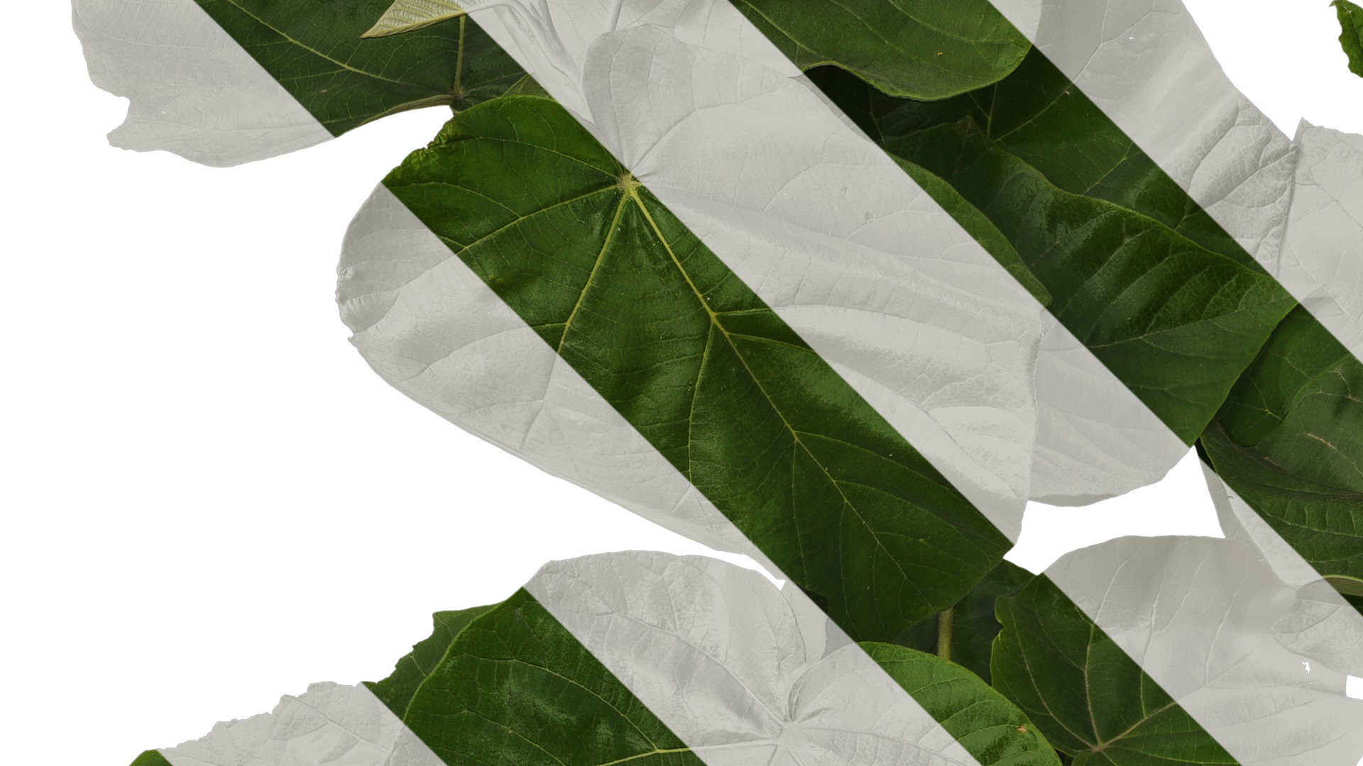 Anydrafts Paulownia fortunei Atlas 13 Texture_3