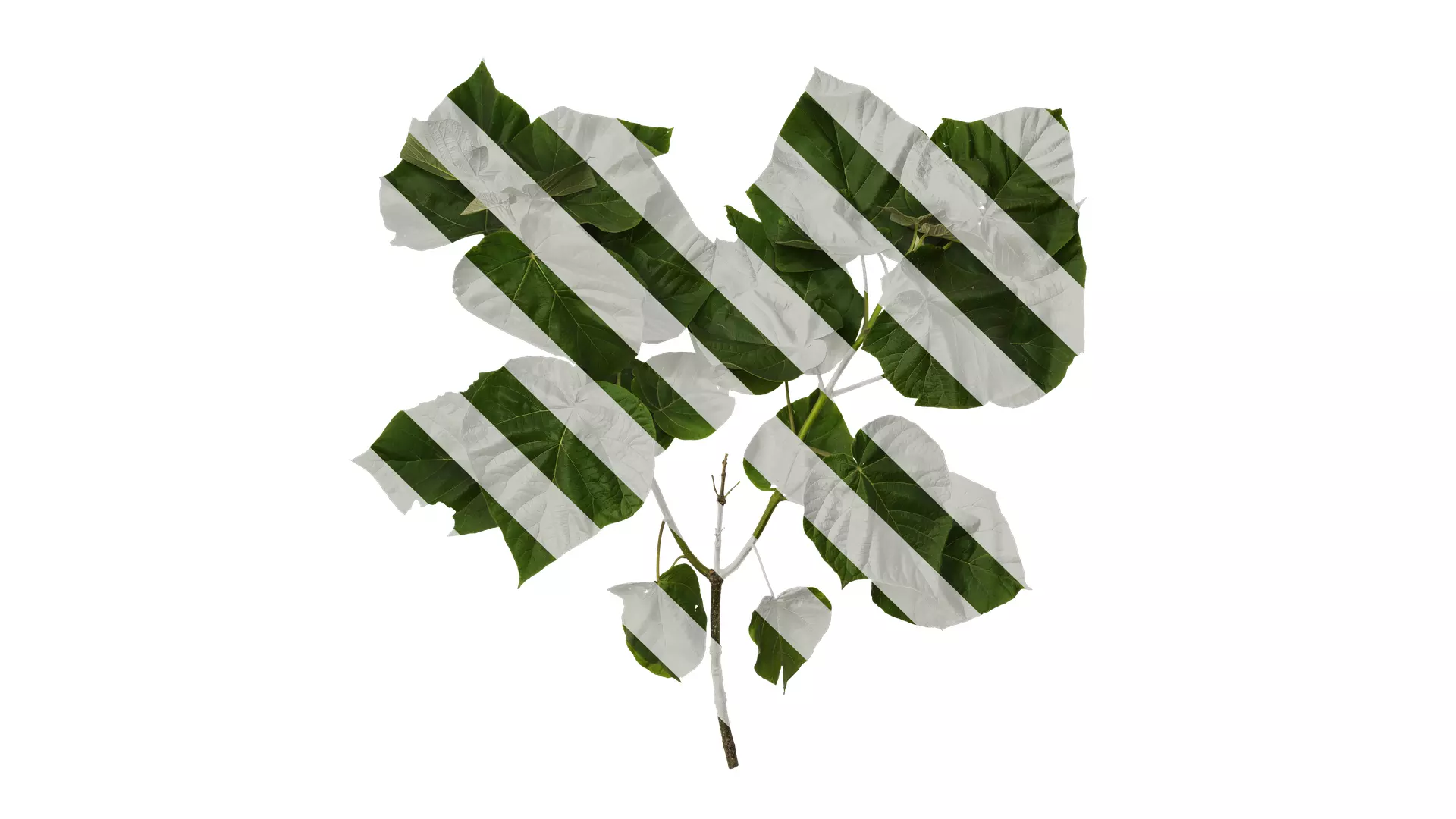 Anydrafts Paulownia fortunei Atlas 13 Texture_0