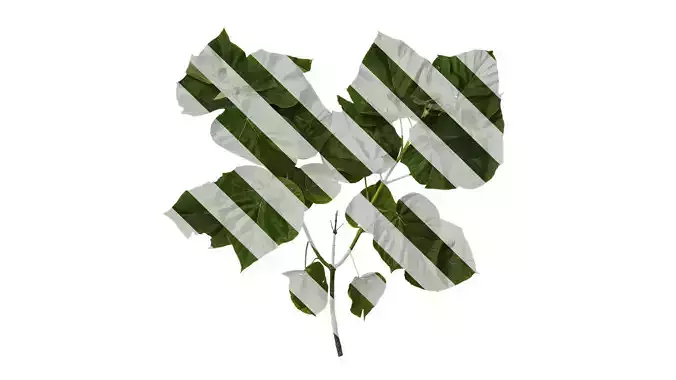 Anydrafts Paulownia fortunei Atlas 13