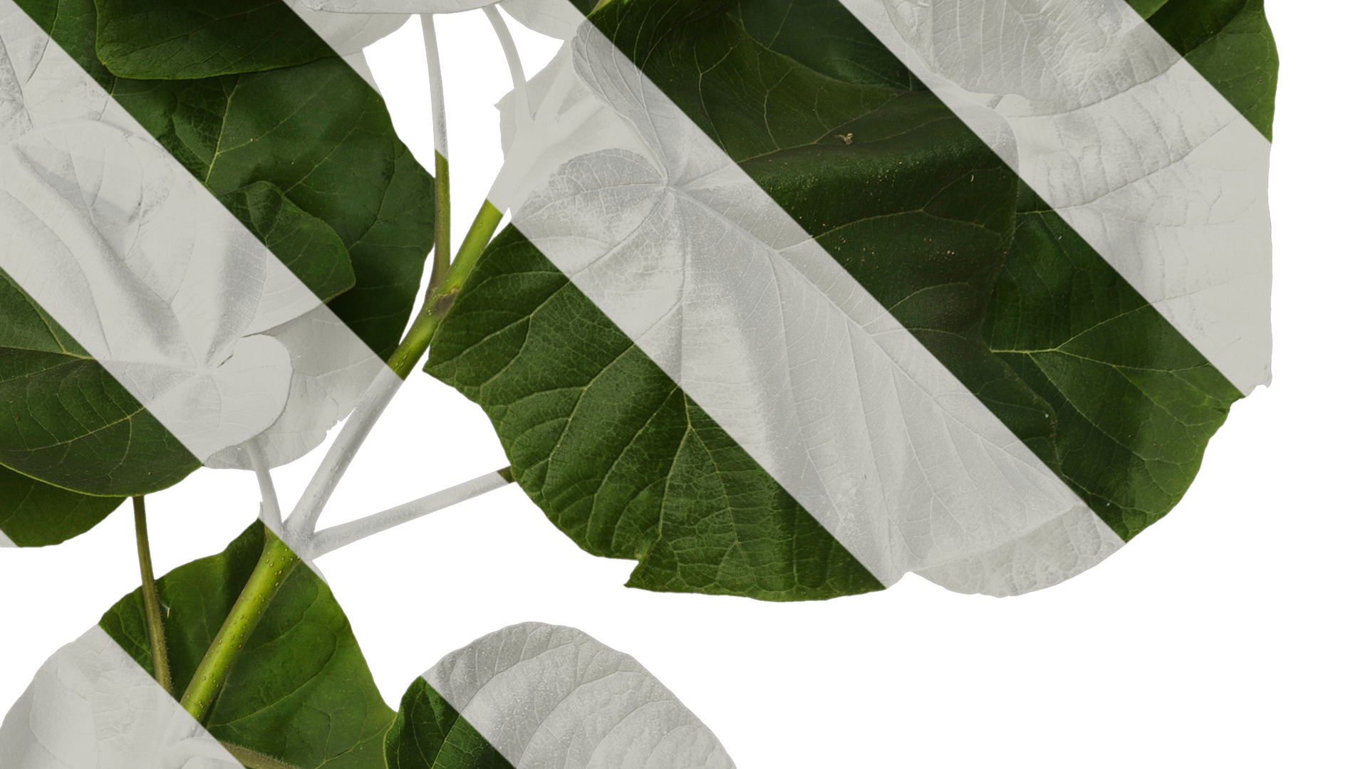 Anydrafts Paulownia fortunei Atlas 13 Texture_4