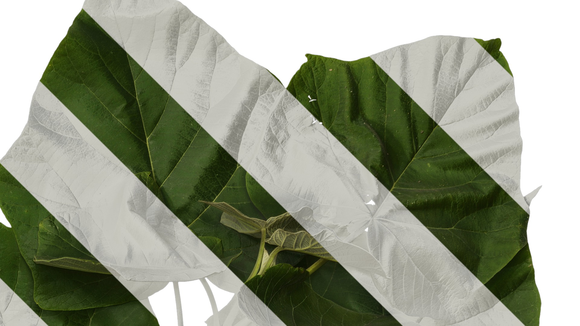 Anydrafts Paulownia fortunei Atlas 13 Texture_2