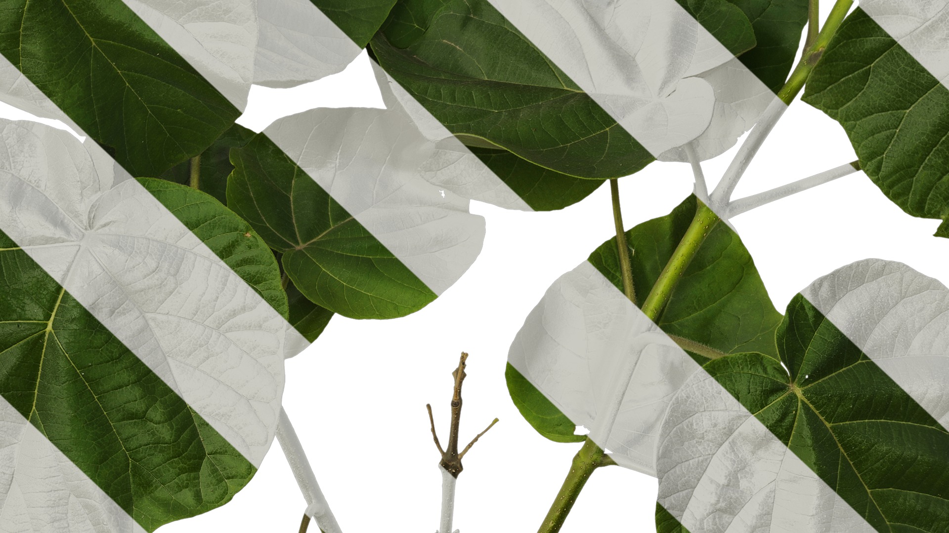 Anydrafts Paulownia fortunei Atlas 13 Texture_7