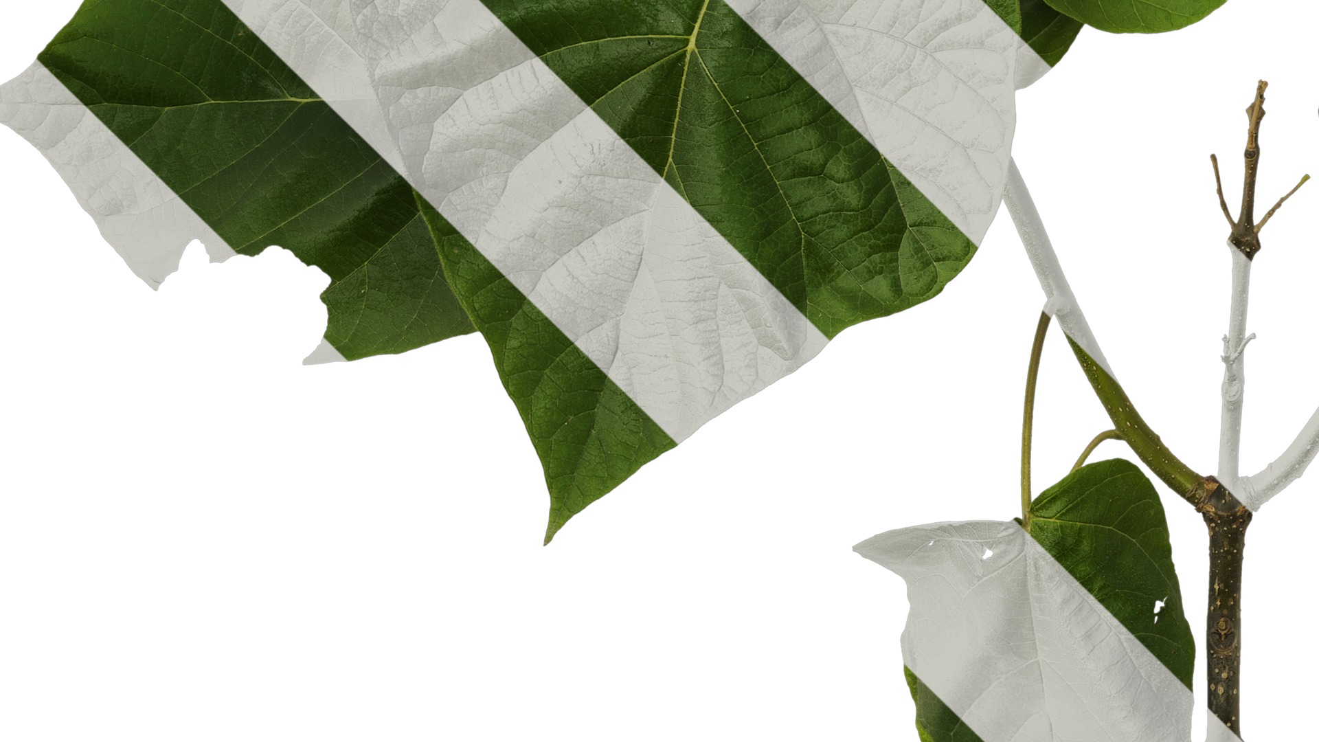 Anydrafts Paulownia fortunei Atlas 13 Texture_5