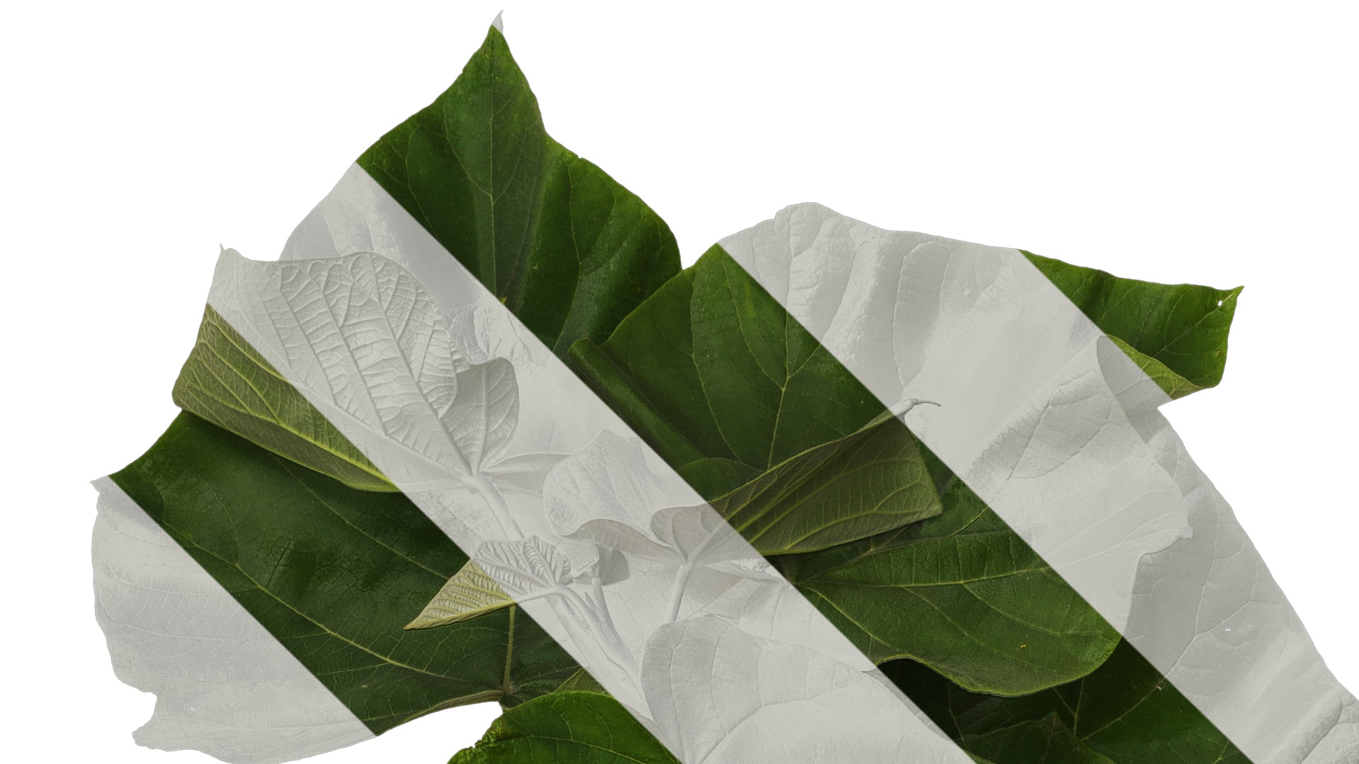 Anydrafts Paulownia fortunei Atlas 13 Texture_1