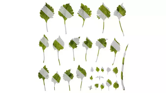 Anydrafts Caryopteris incana Leaf 01