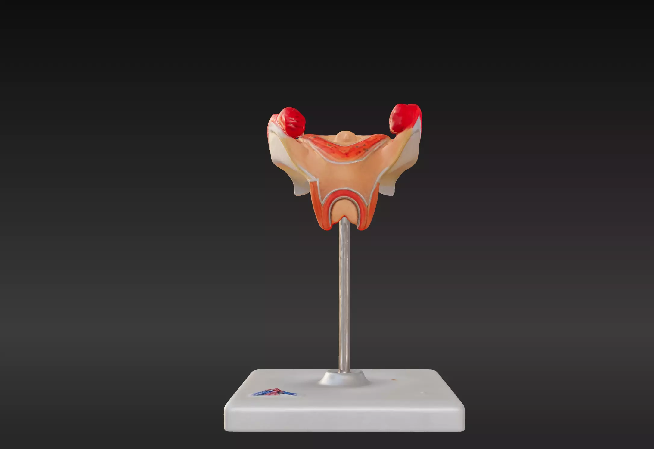 3D Model of 2nd Month Human Embryo 3D print model