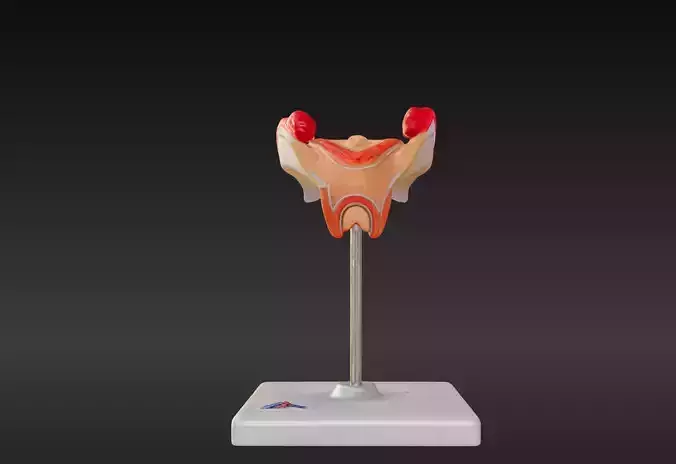 3D Model of 2nd Month Human Embryo 3D print model