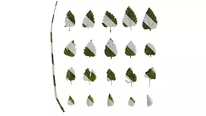 Anydrafts Caryopteris terniflora Leaf 01