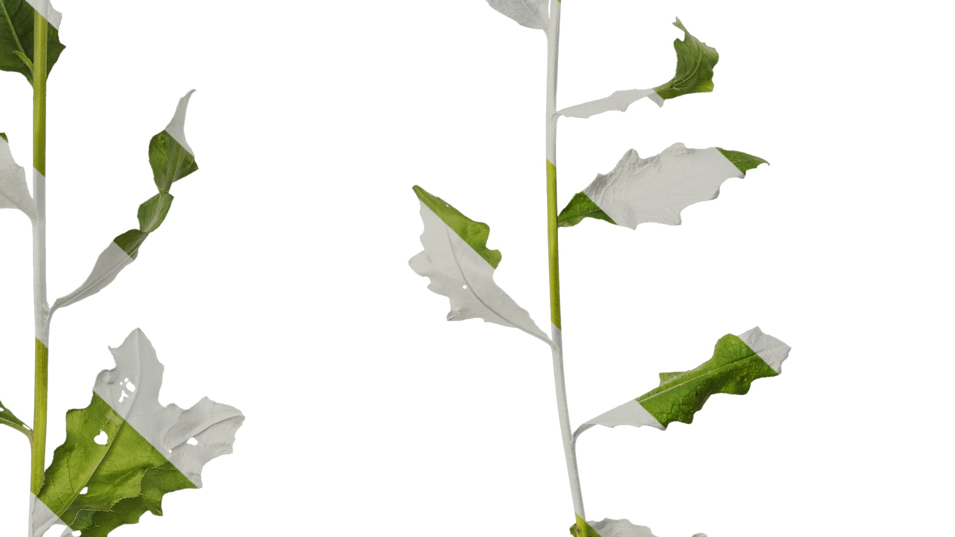 Anydrafts Cirsium japonicum Atlas 04 Texture_6