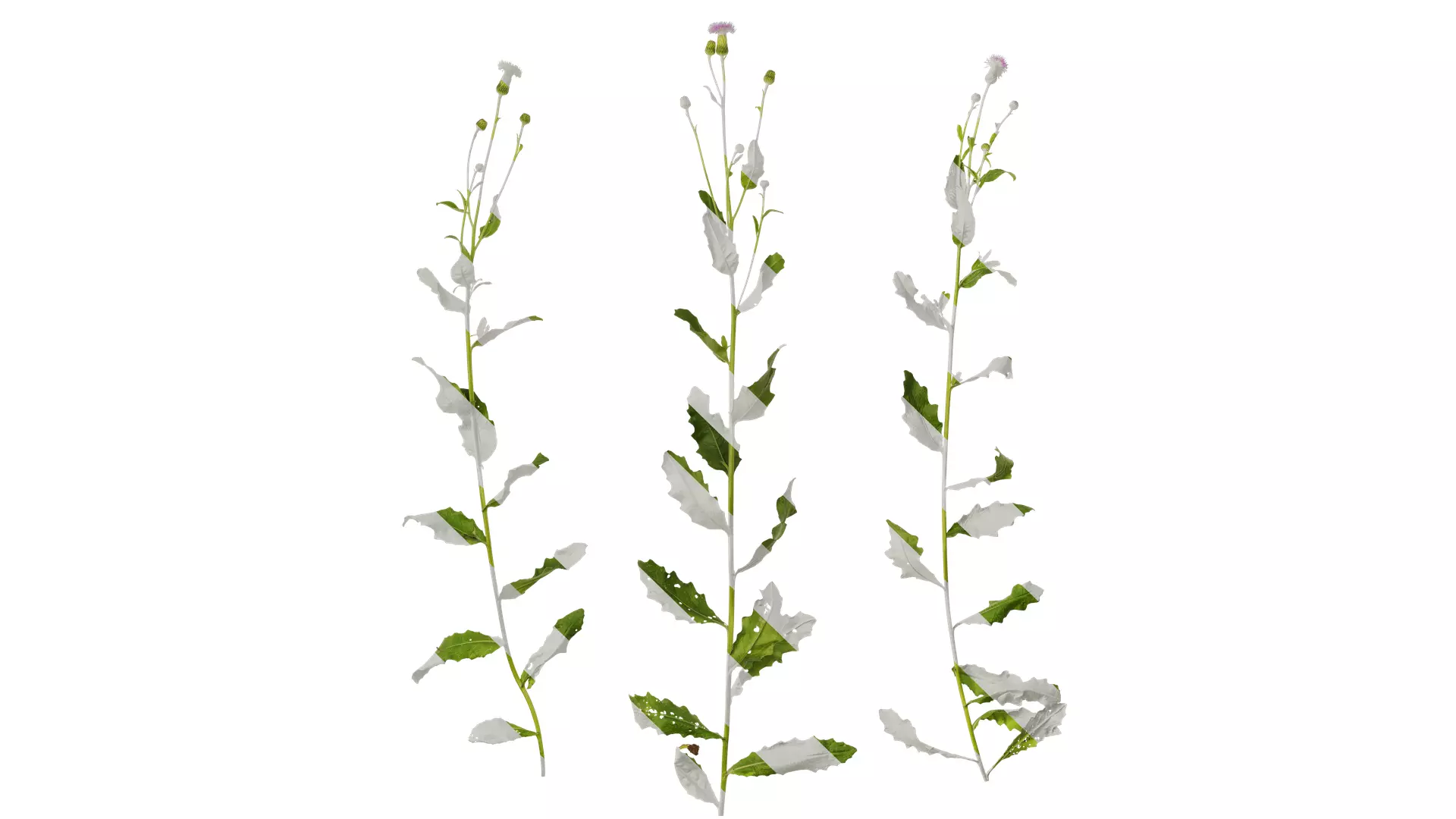 Anydrafts Cirsium japonicum Atlas 04 Texture_0