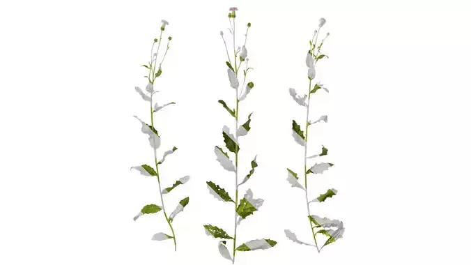 Anydrafts Cirsium japonicum Atlas 04 Texture