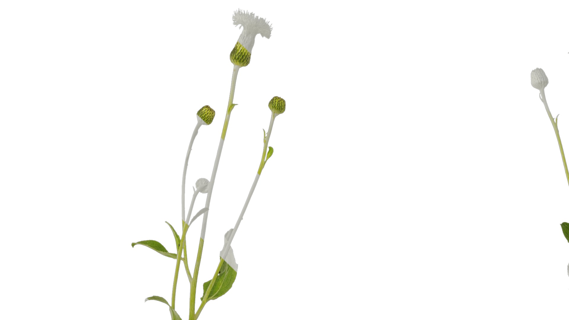 Anydrafts Cirsium japonicum Atlas 04 Texture_1