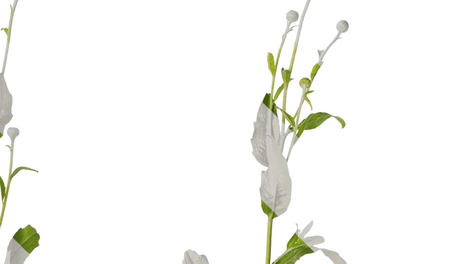 Anydrafts Cirsium japonicum Atlas 04 Texture_2