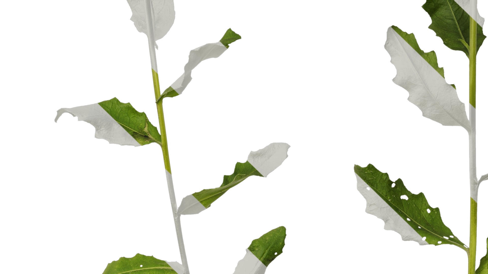 Anydrafts Cirsium japonicum Atlas 04 Texture_5