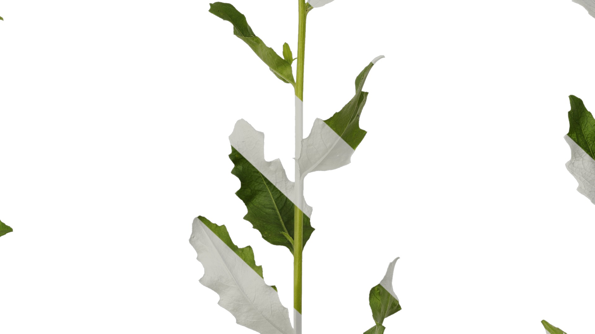 Anydrafts Cirsium japonicum Atlas 04 Texture_7