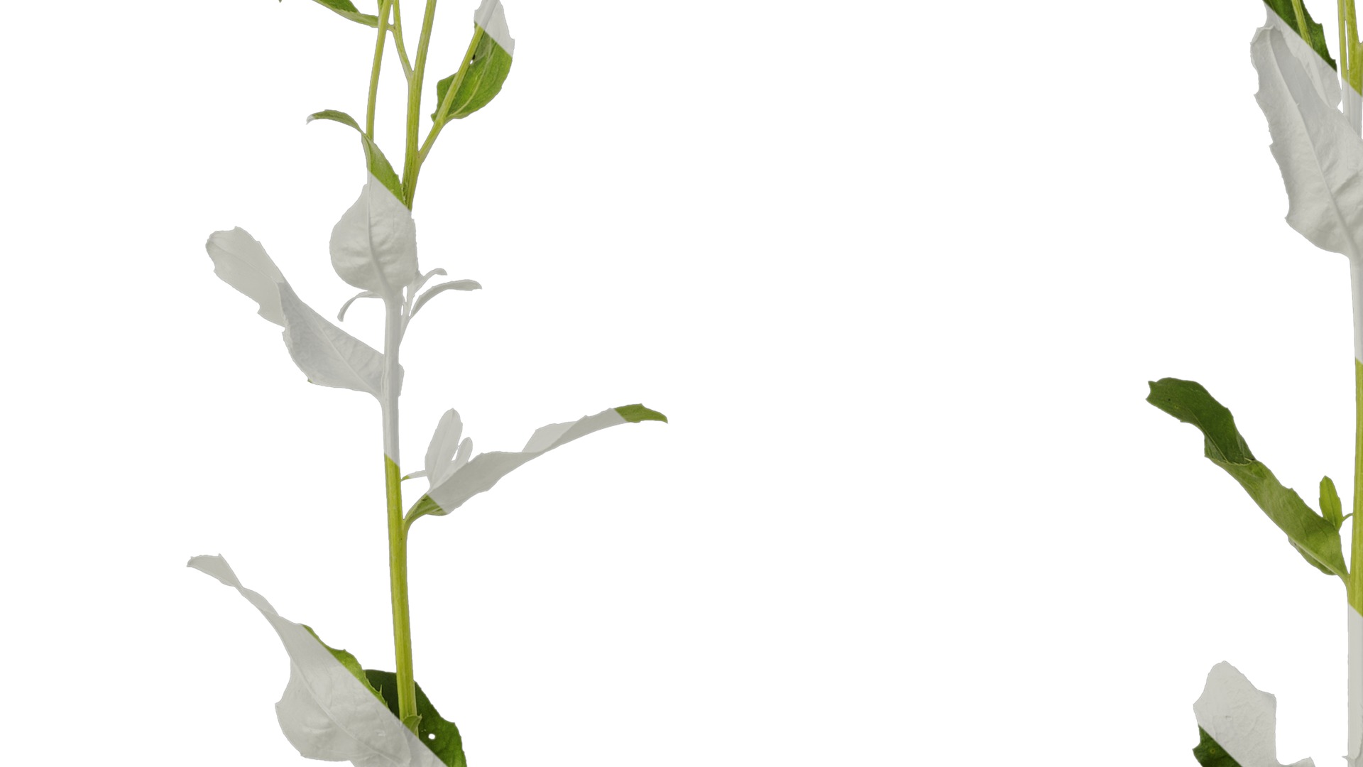 Anydrafts Cirsium japonicum Atlas 04 Texture_3