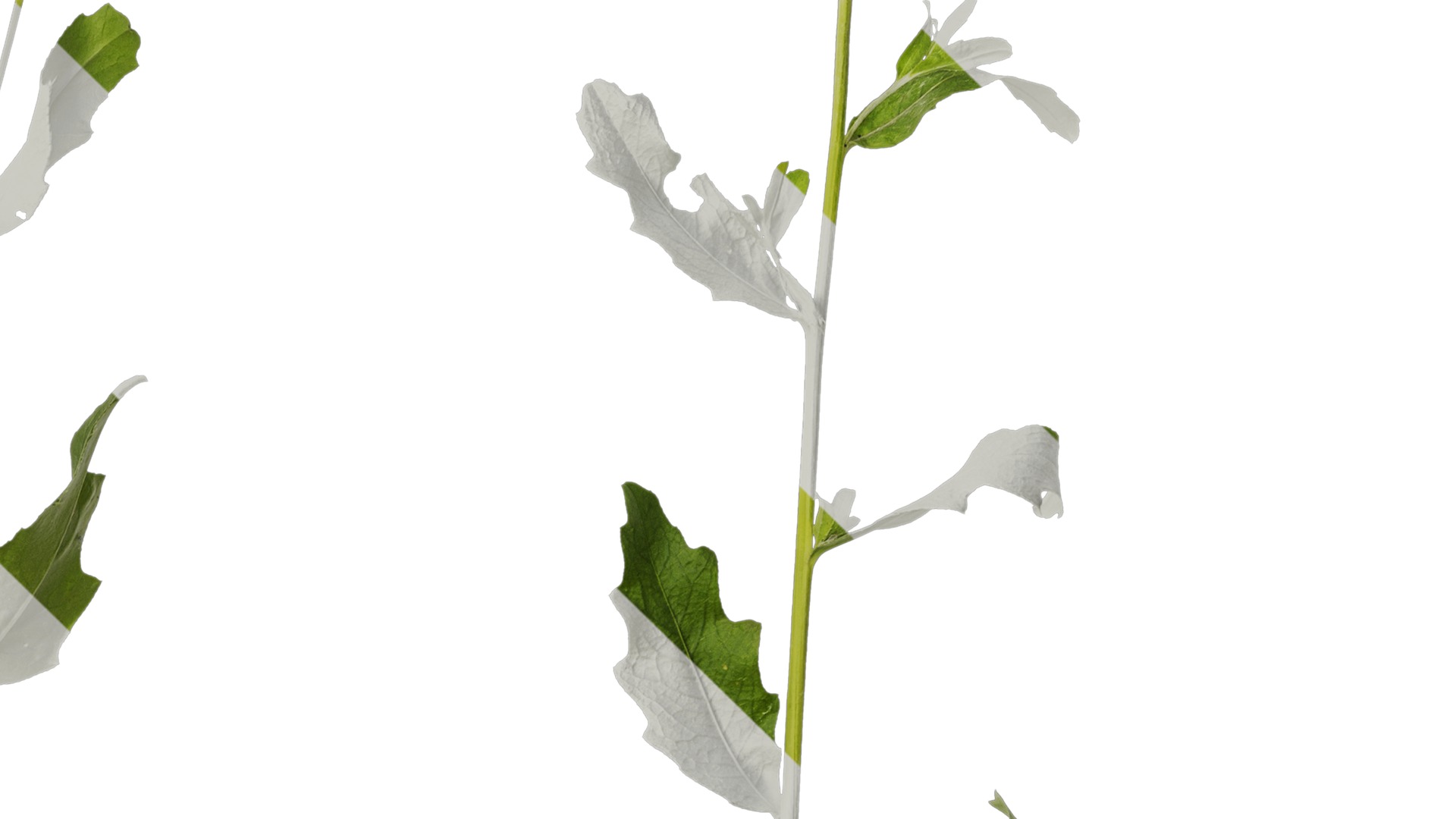 Anydrafts Cirsium japonicum Atlas 04 Texture_4