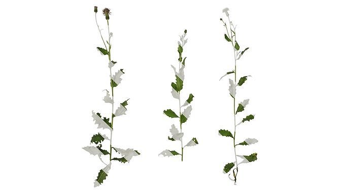 Anydrafts Cirsium japonicum Atlas 05 Texture
