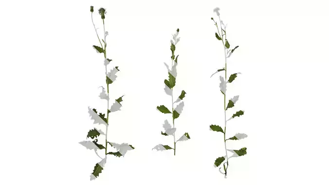 Anydrafts Cirsium japonicum Atlas 05 Texture