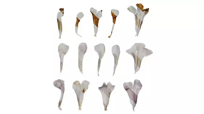 Anydrafts Paulownia fortunei Flower 09