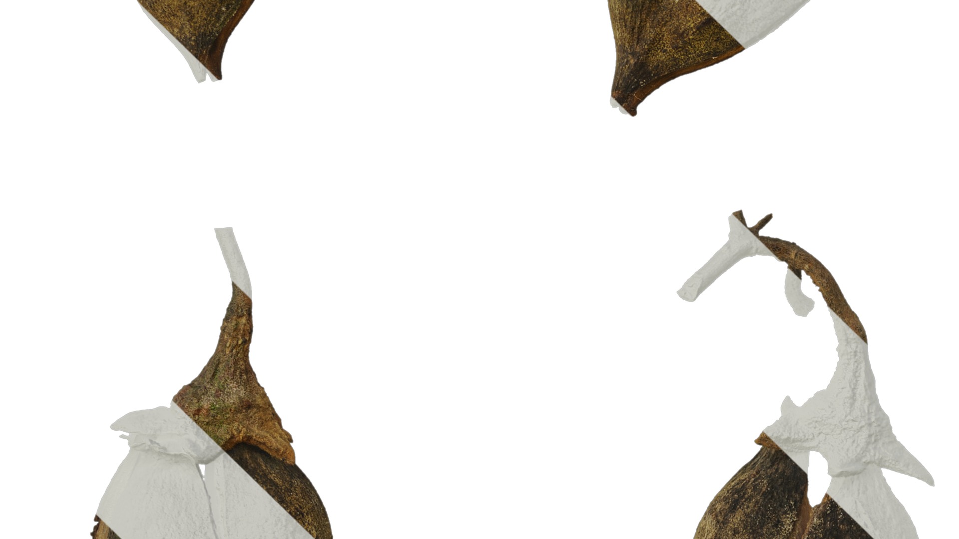 Anydrafts Paulownia fortunei Fruit 01 Texture_3