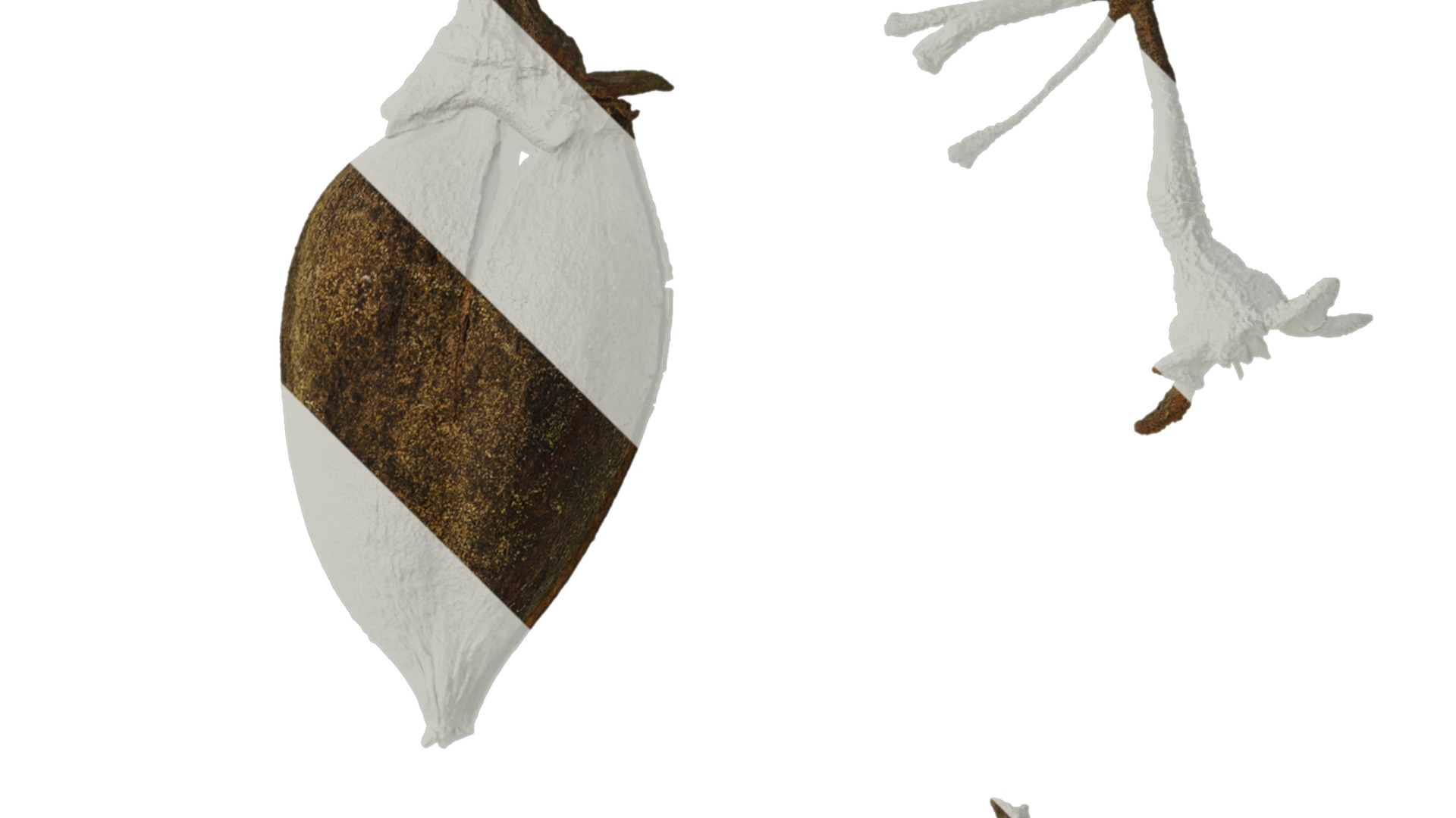 Anydrafts Paulownia fortunei Fruit 01 Texture_2