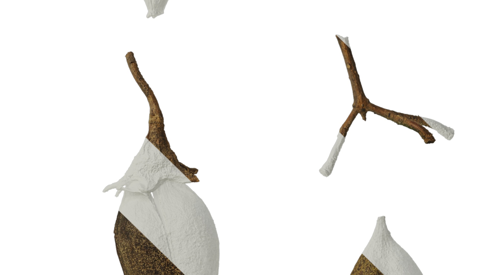 Anydrafts Paulownia fortunei Fruit 01 Texture_4