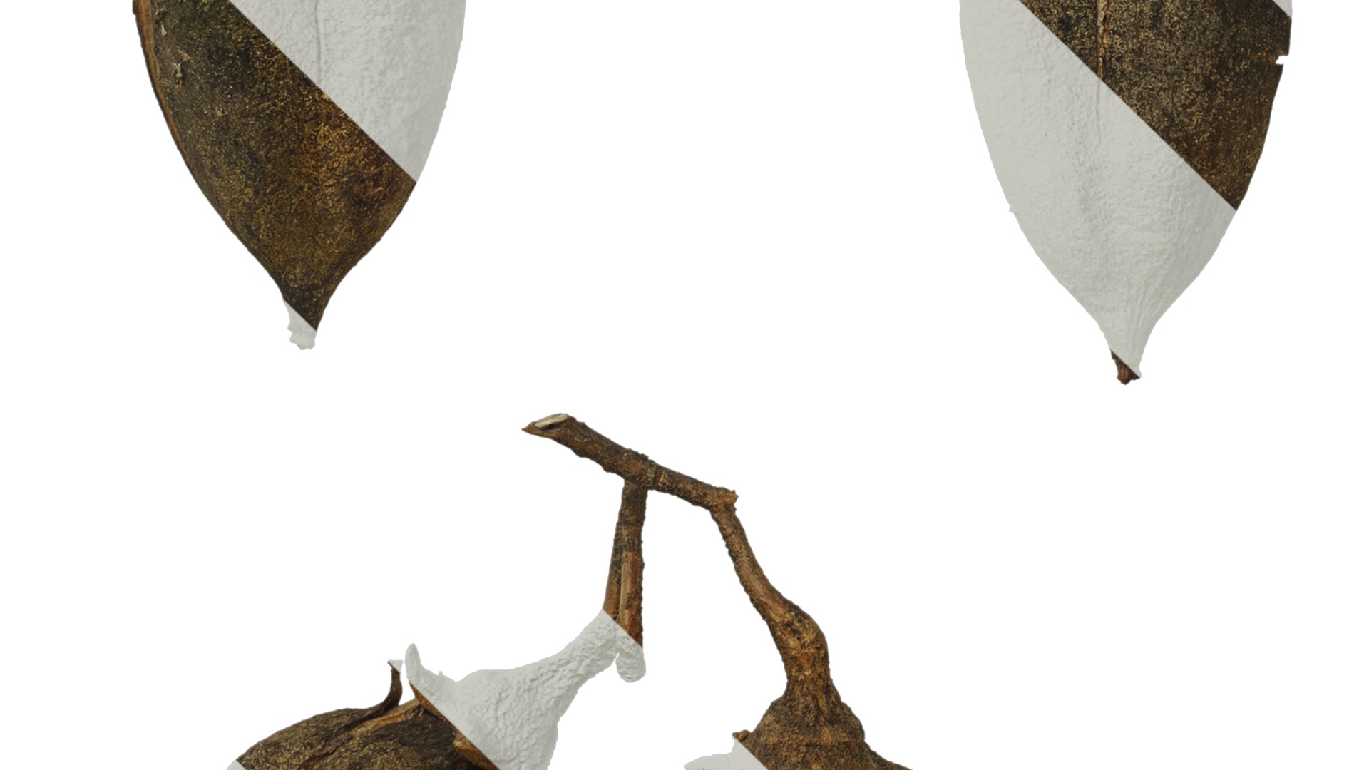 Anydrafts Paulownia fortunei Fruit 01 Texture_5