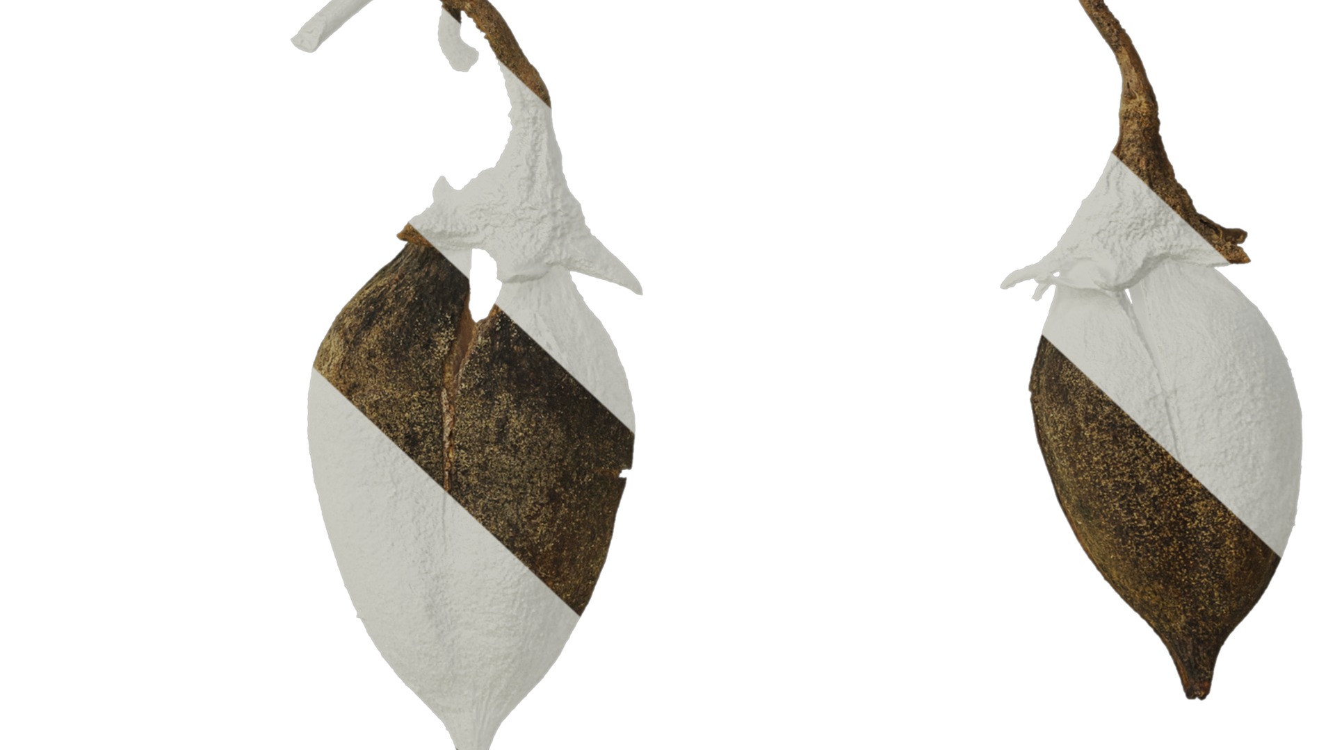 Anydrafts Paulownia fortunei Fruit 01 Texture_7