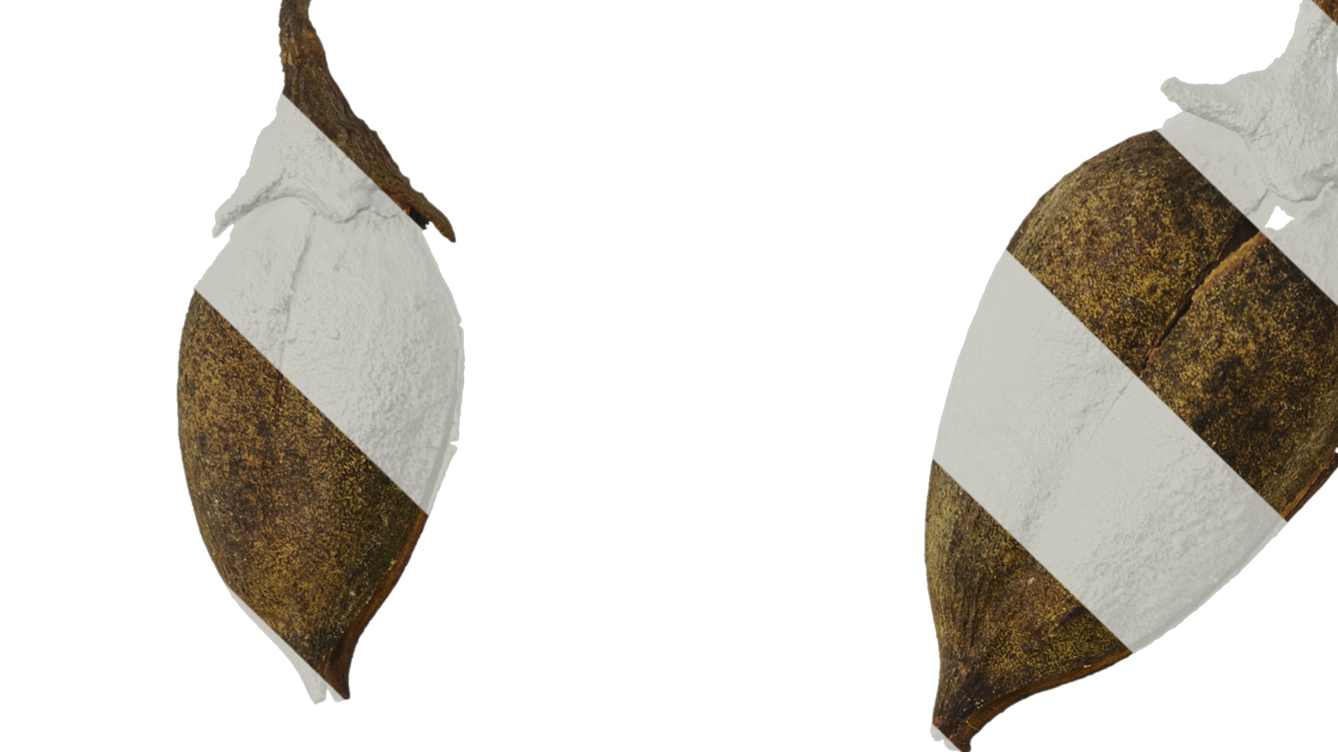 Anydrafts Paulownia fortunei Fruit 01 Texture_1