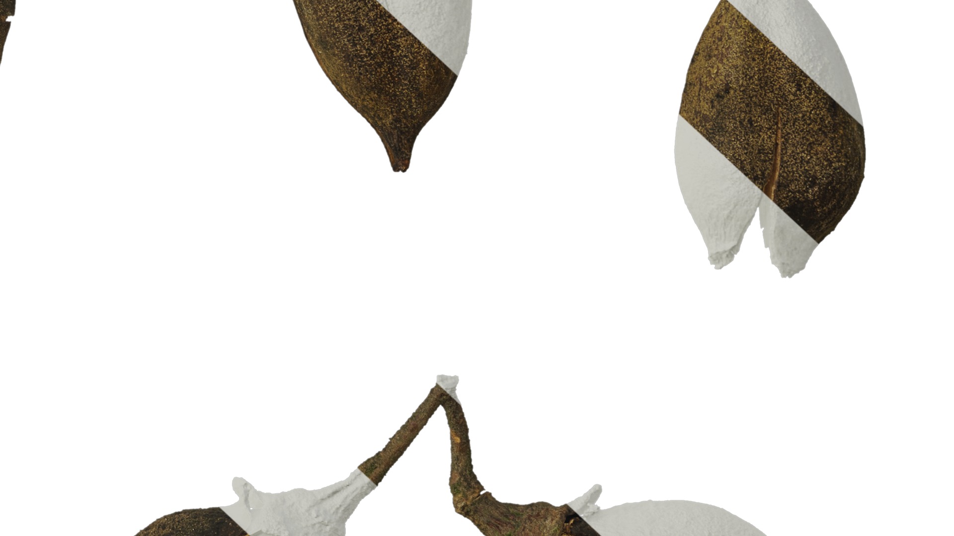 Anydrafts Paulownia fortunei Fruit 01 Texture_6