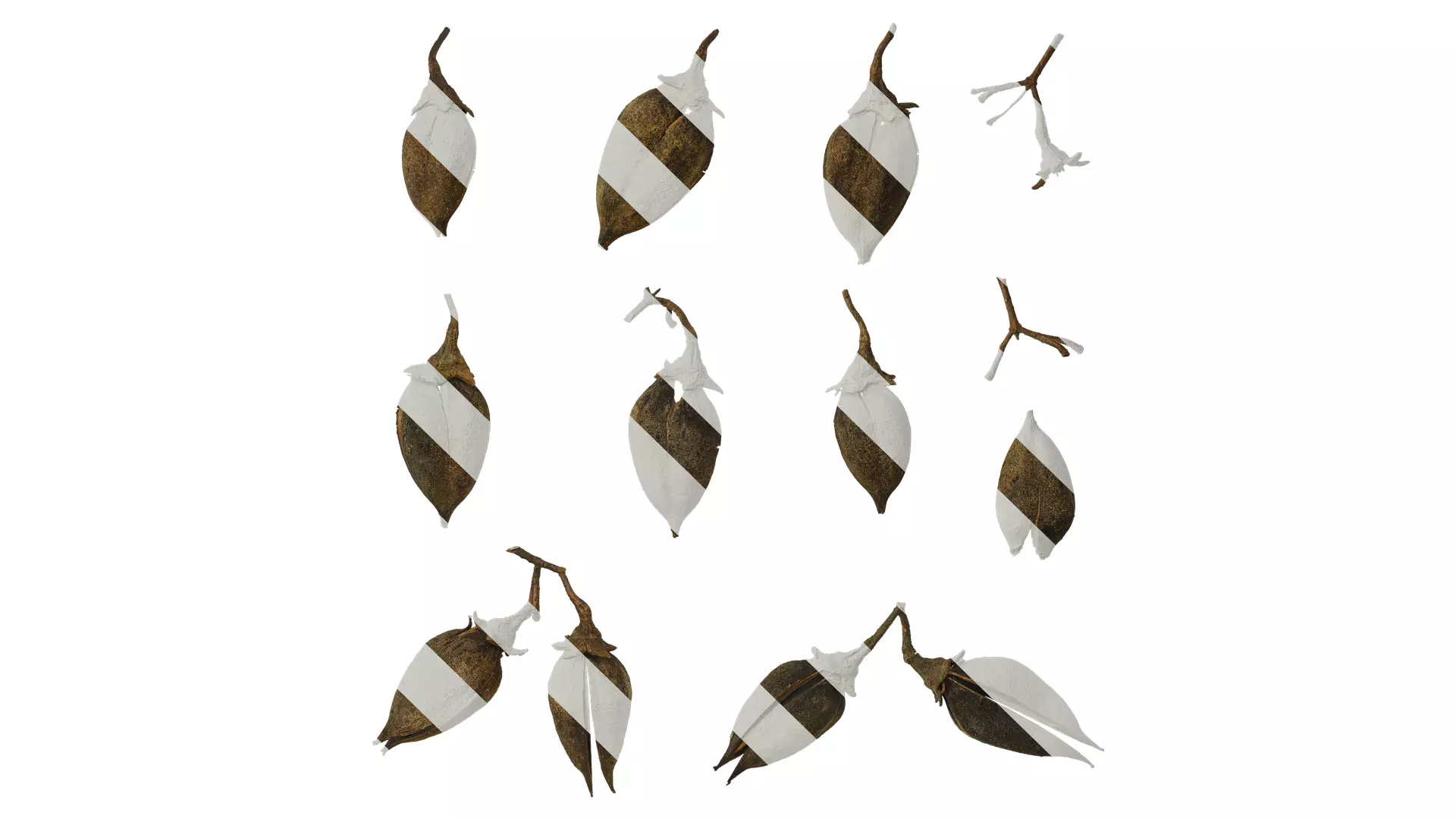 Anydrafts Paulownia fortunei Fruit 01 Texture_0