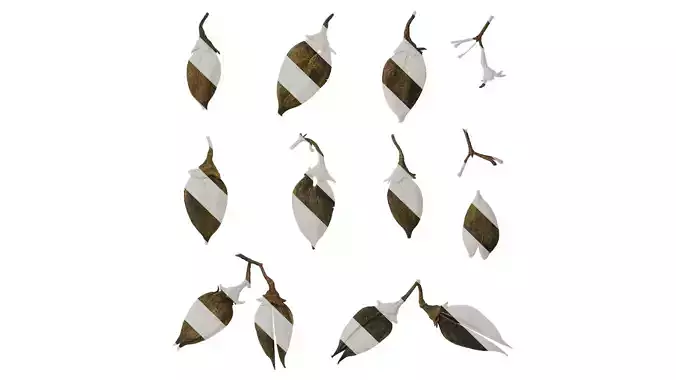 Anydrafts Paulownia fortunei Fruit 01