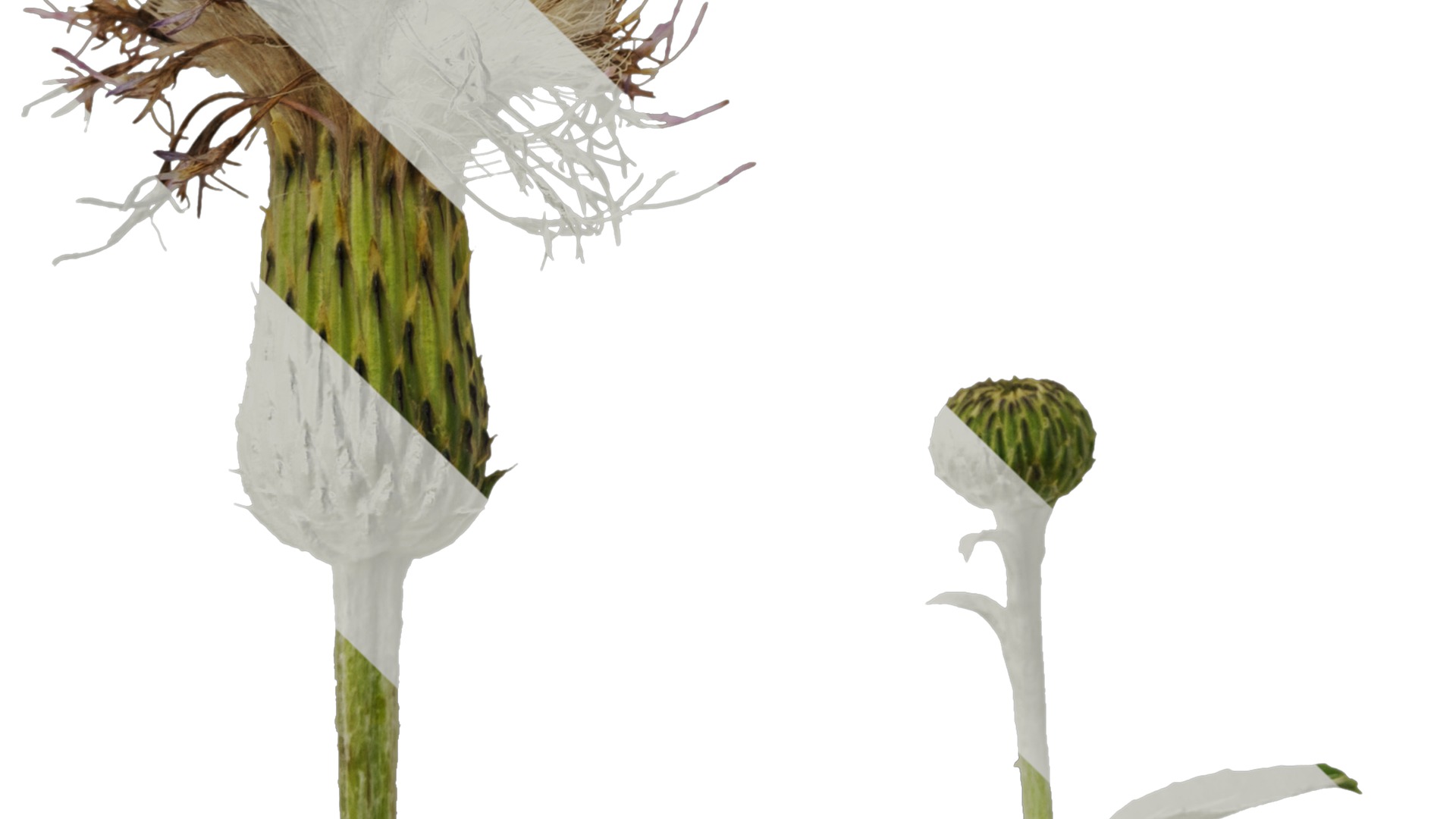 Anydrafts Cirsium japonicum Flower 03 Texture_5