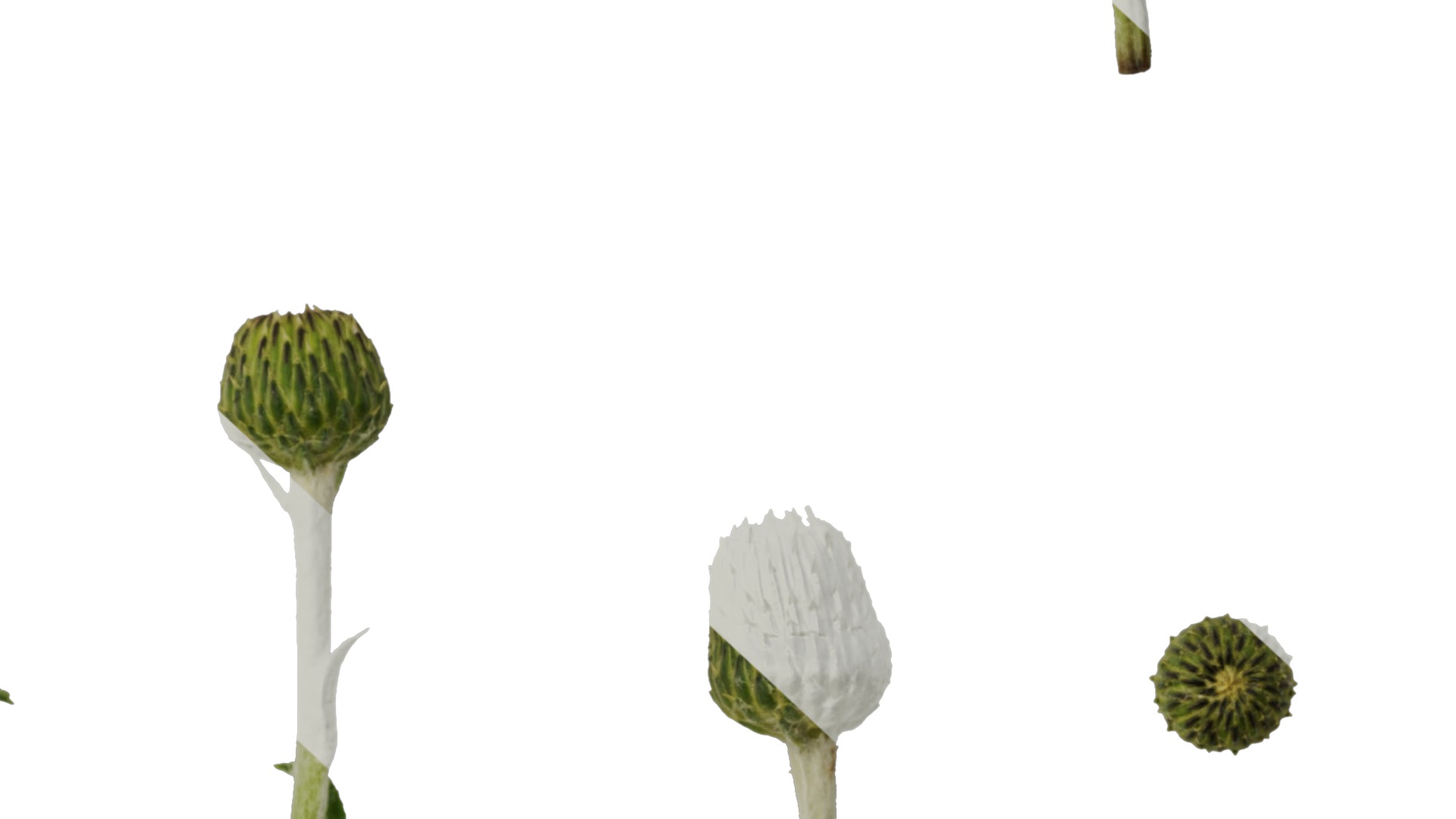 Anydrafts Cirsium japonicum Flower 03 Texture_6
