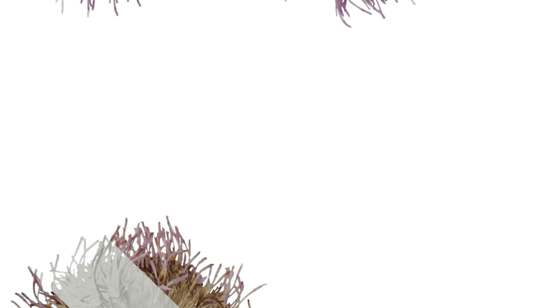 Anydrafts Cirsium japonicum Flower 03 Texture_3