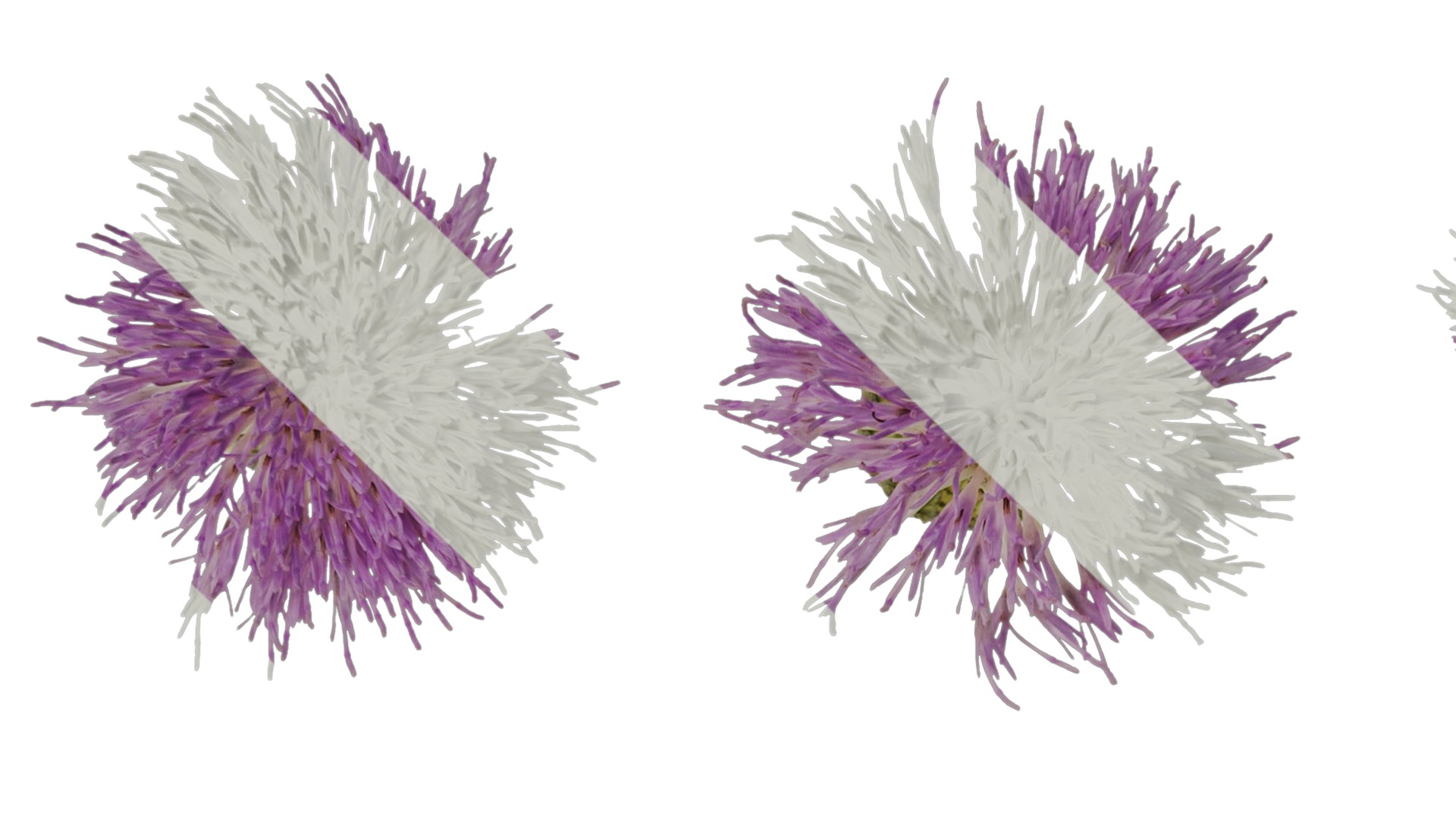 Anydrafts Cirsium japonicum Flower 03 Texture_1