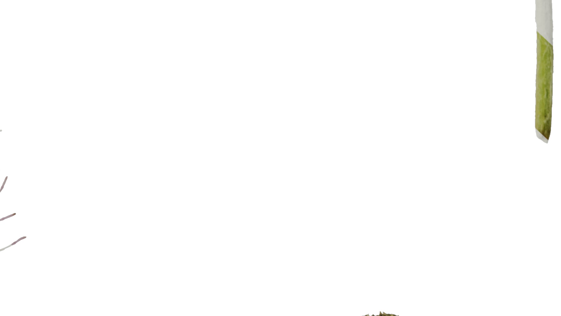 Anydrafts Cirsium japonicum Flower 03 Texture_7