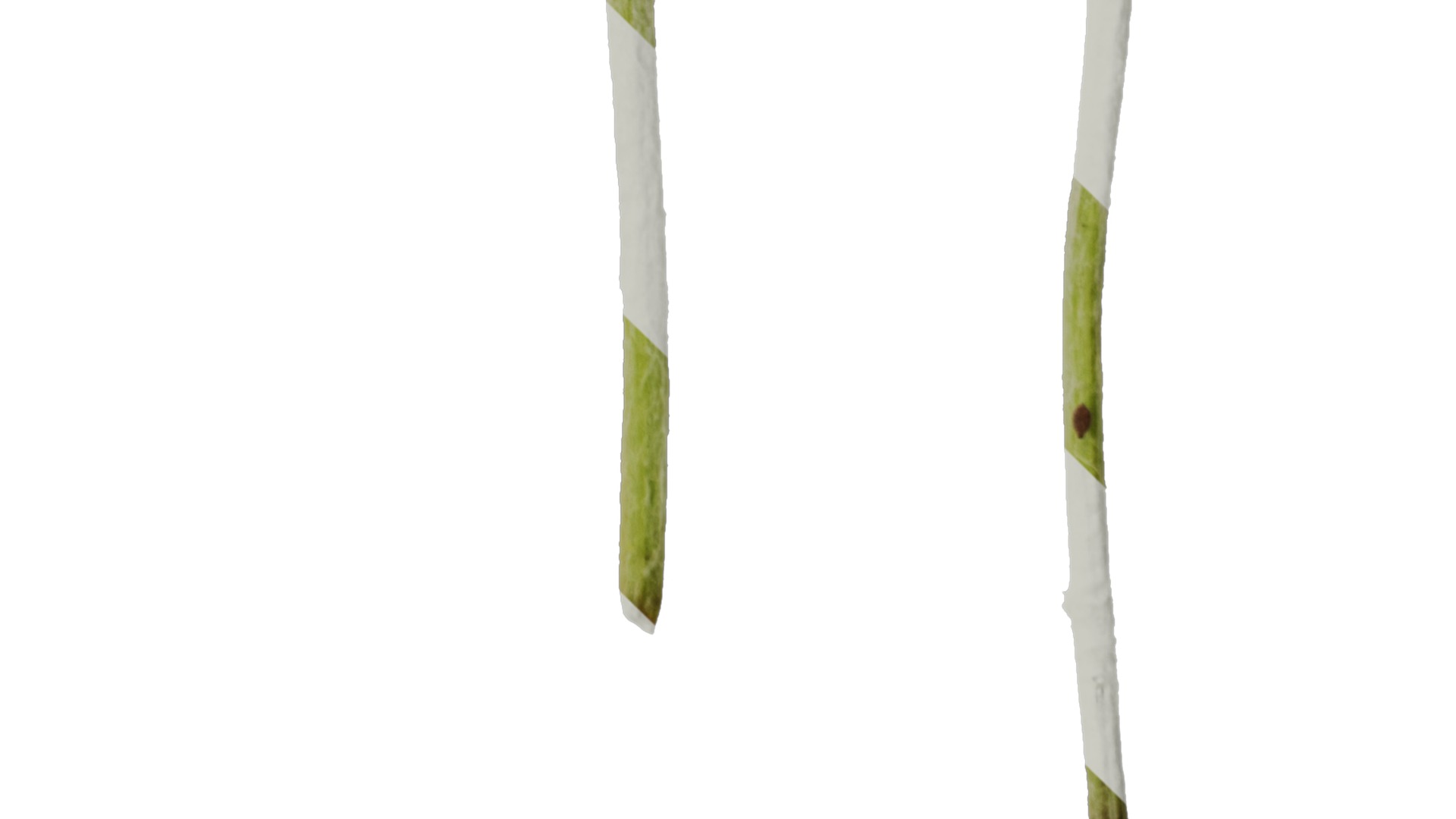 Anydrafts Cirsium japonicum Flower 03 Texture_4