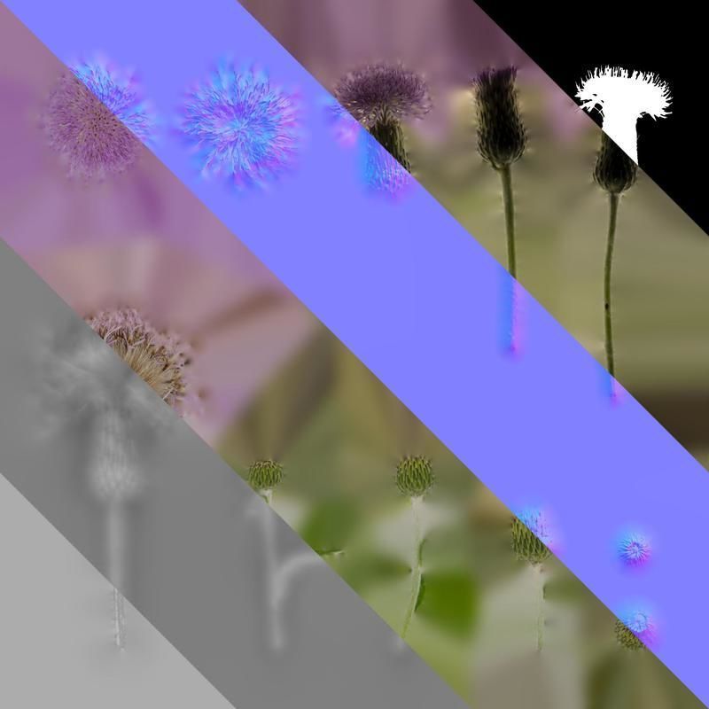 Anydrafts Cirsium japonicum Flower 03 Texture_8