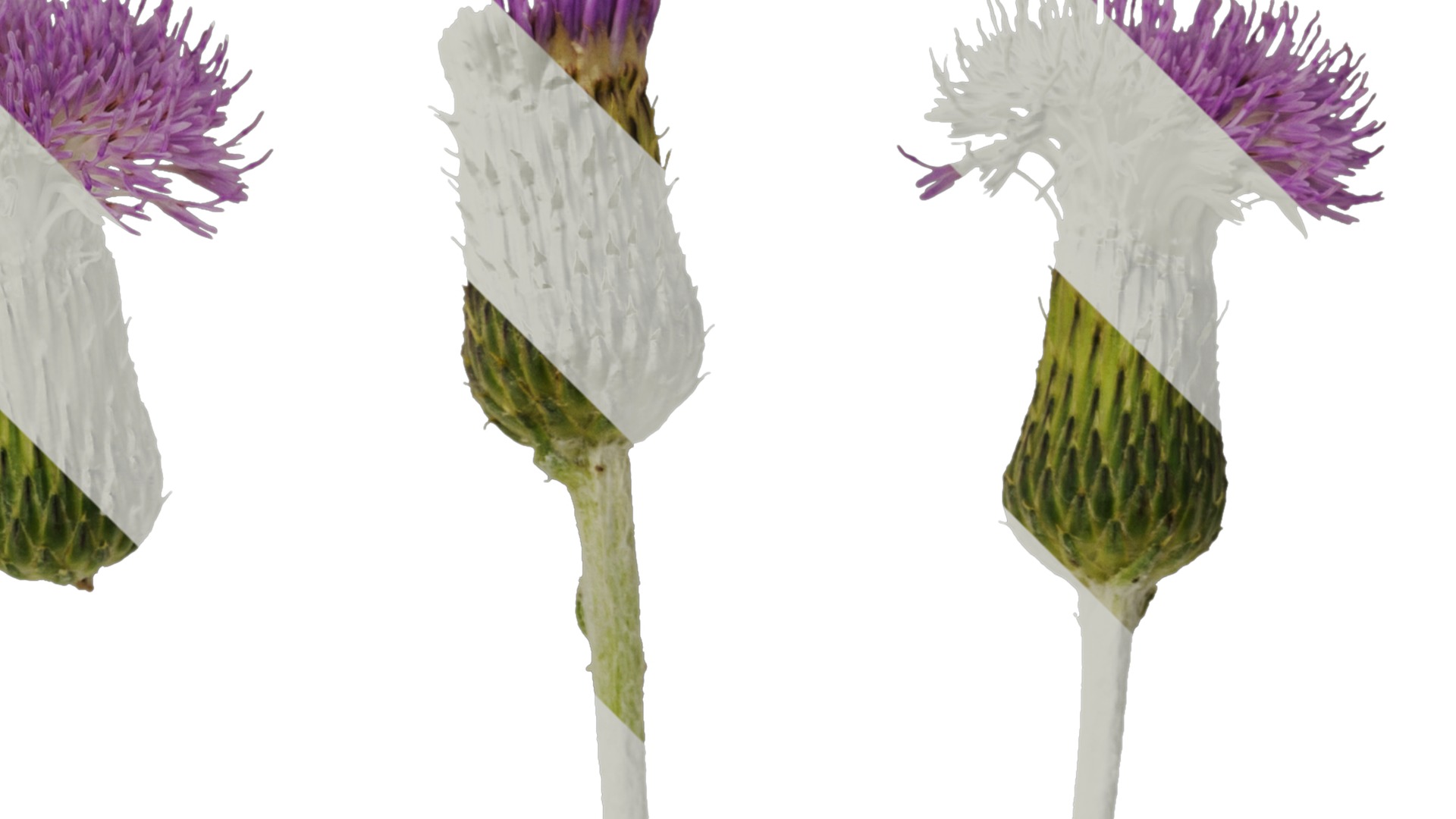 Anydrafts Cirsium japonicum Flower 03 Texture_2