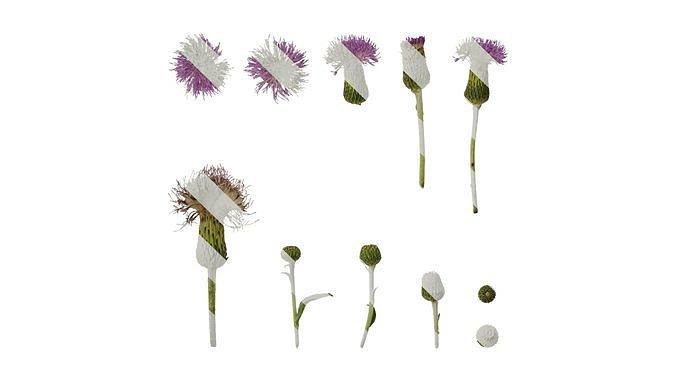 Anydrafts Cirsium japonicum Flower 03 Texture